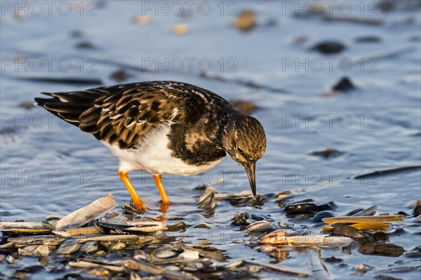 Ruddy turnstone