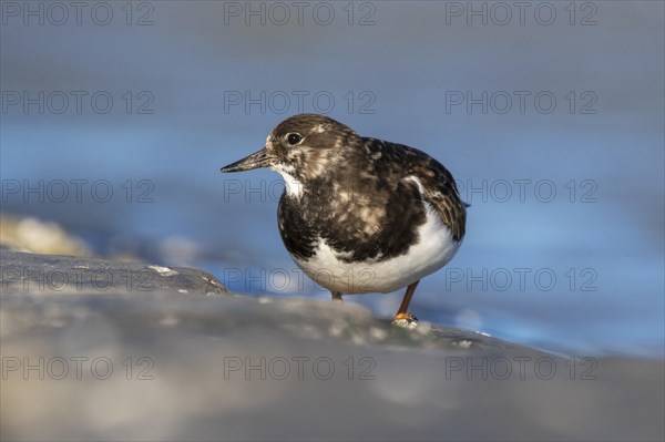 Ruddy turnstone