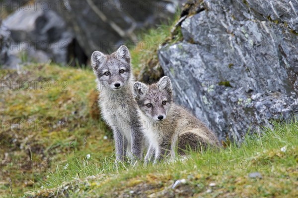 Arctic fox