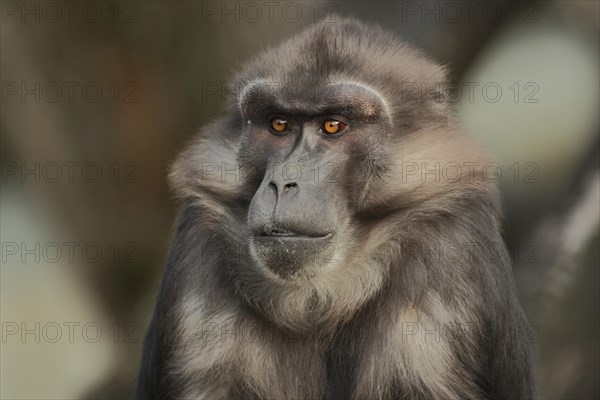 Tonkean macaque