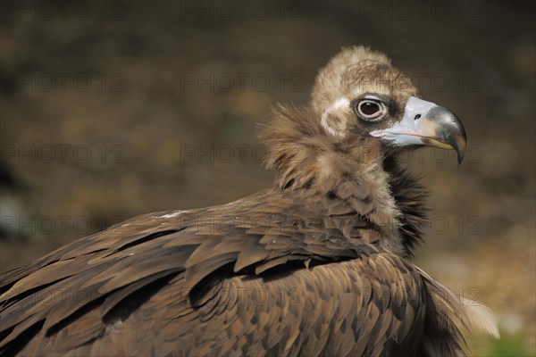 Cinereous vulture