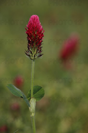 Red flower of crimson clover