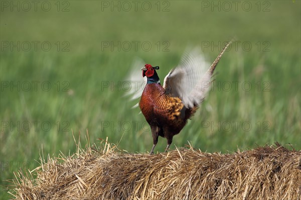 Pheasant