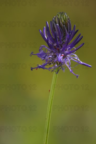 Hemispherical devil's claw