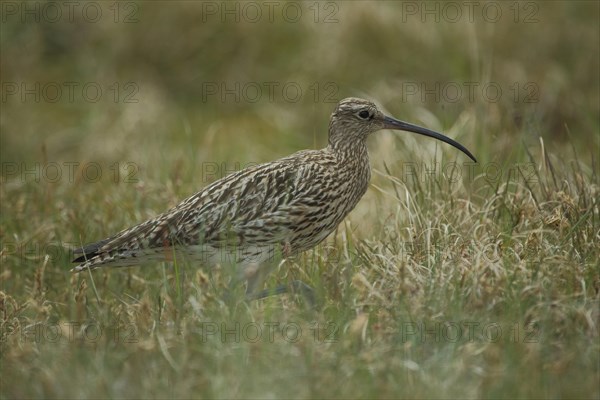 Eurasian curlew