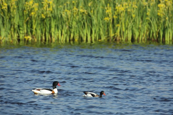 Common shelduck