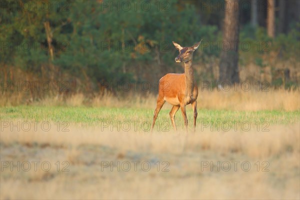 Red deer