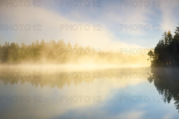 Pine and forest silhouette at sunrise backlit with fog over the bog lake Etang de la Gruere in the canton of Jura