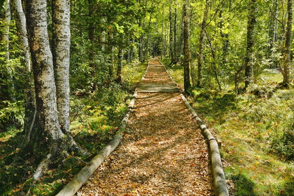 Forest path in the birch forest near Les Ponts-de-Martel in the canton of Neuchatel