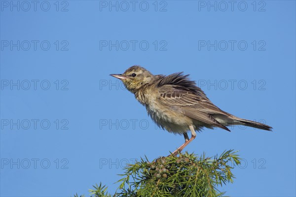 Tawny Pipit