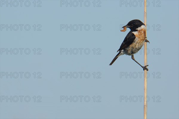 Male african stonechat
