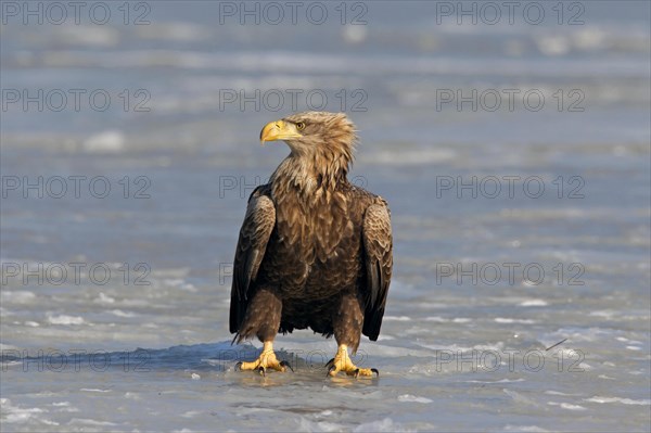 White-tailed Eagle