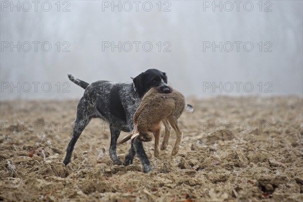 Hunting dog German Wirehaired retrieves hare