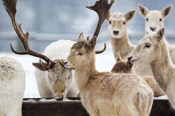 White fallow deer