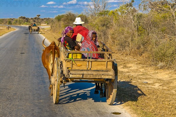 Ox cart caravan