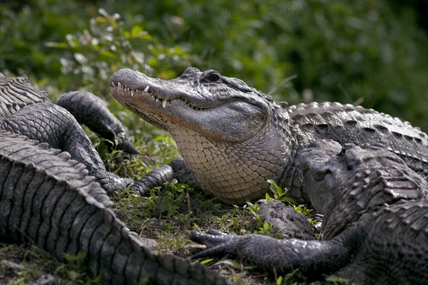 The American Alligator