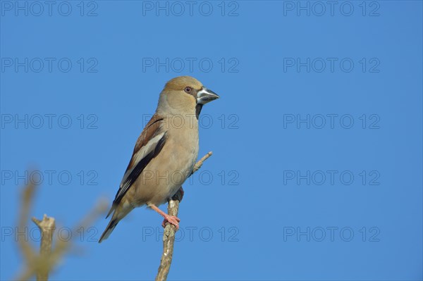 Female Hawfinch