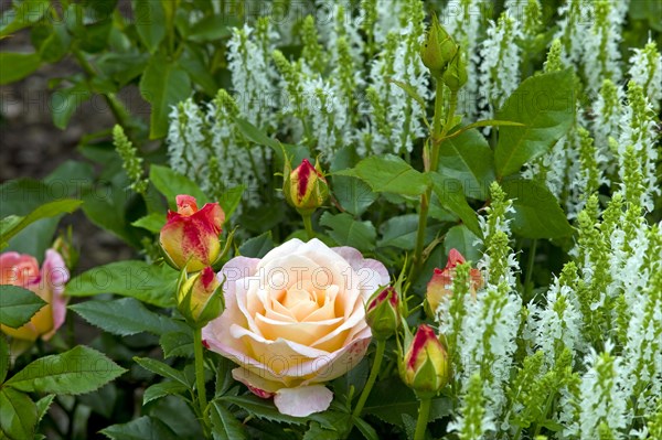 Ornamental sage with with bedding rose Sangerhaeuser Jubilaeumsrose