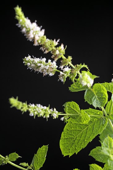 Flowering Mint