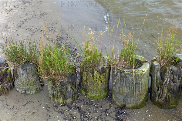 Ueckermuende Mecklenburg-Western Pomerania County Western Pomerania Greifswald with grass overgrown groyne on the beach of Ueckermuende Germany Europe