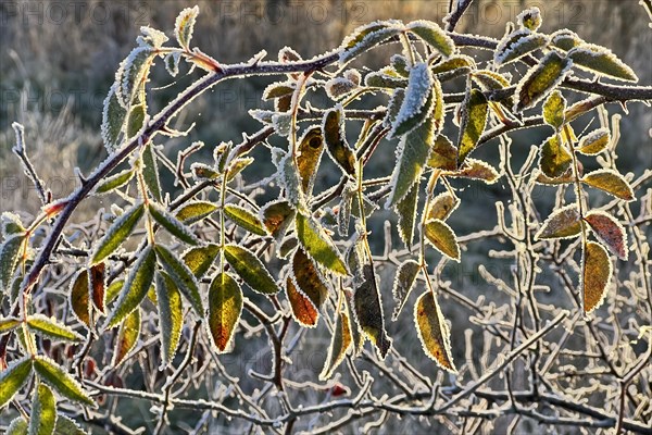 Winter atmosphere with hoarfrost