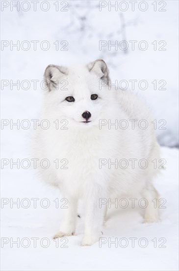 Arctic fox