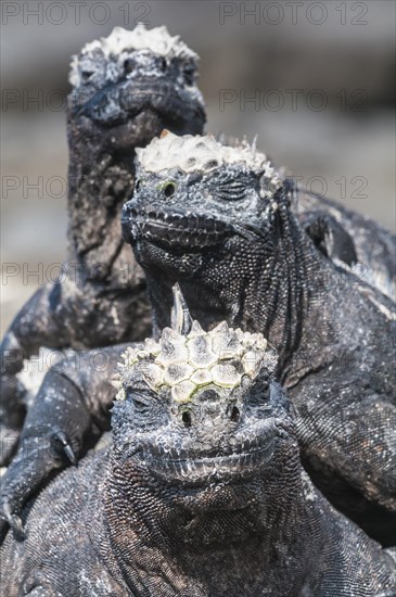 Marine iguana