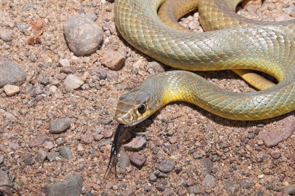 Western yellow-bellied racer