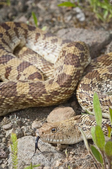 Texas bull snake