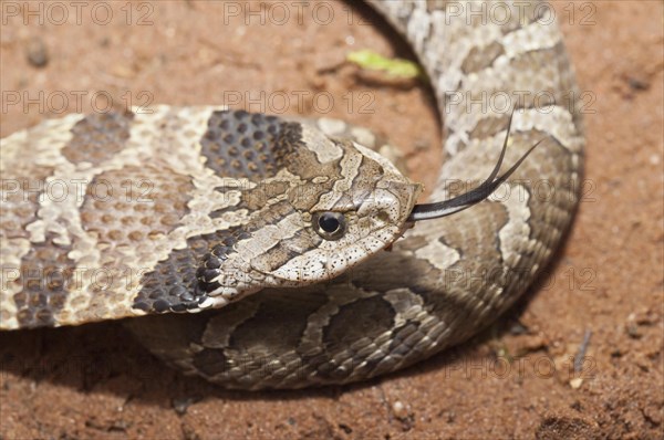 Eastern hognose snake