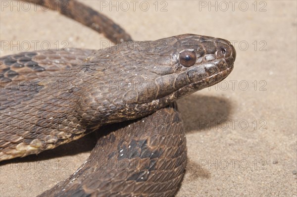 Brown water snake