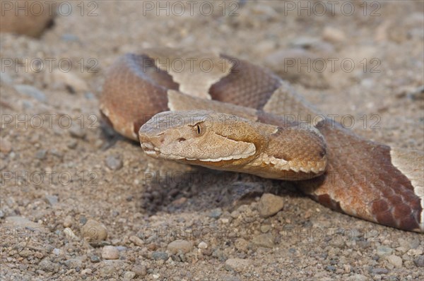 Broadbanded copperhead