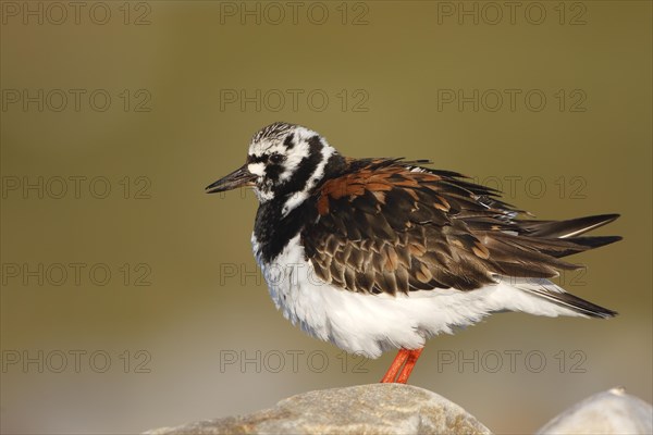 Ruddy Turnstone