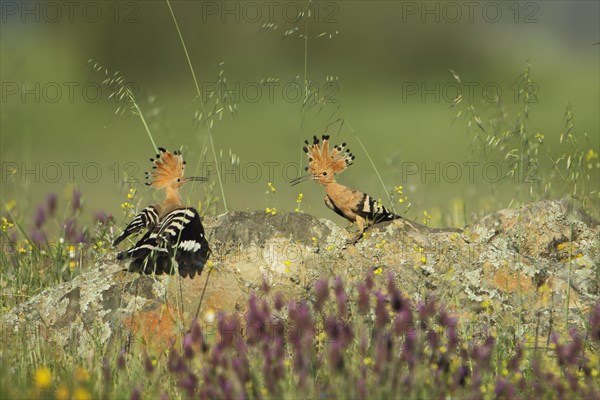 Two hoopoes