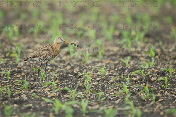 Black-tailed Godwit