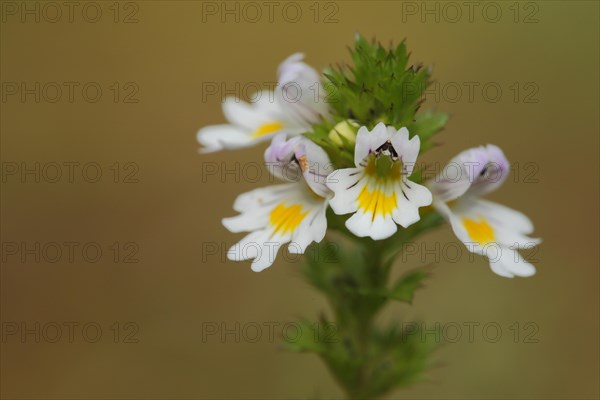 Common Eyebright