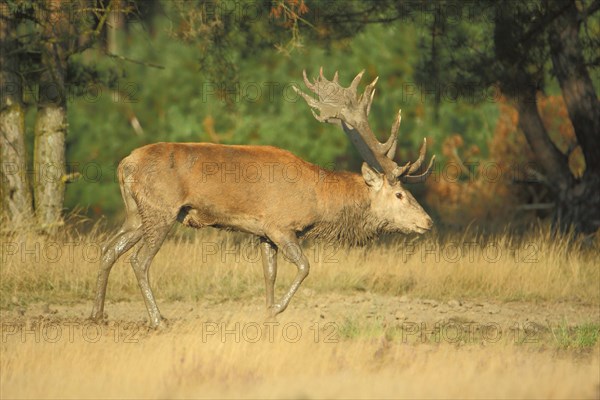 Male red deer