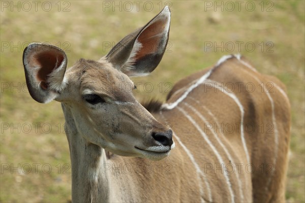 Greater kudu