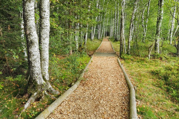 Forest path in the birch forest near Les Ponts-de-Martel in the canton of Neuchatel