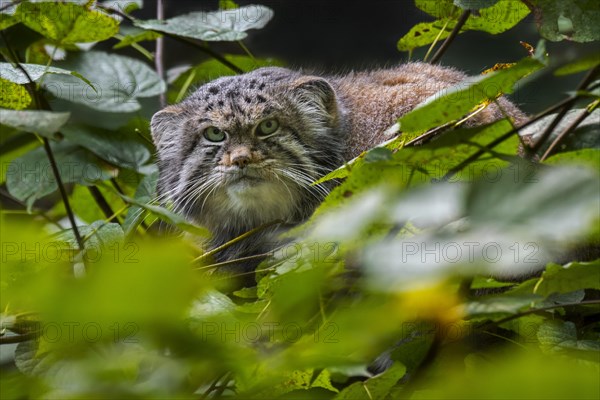 Pallas's cat