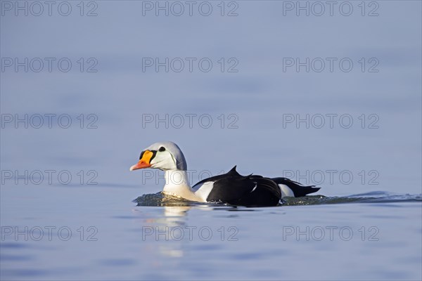 King eider