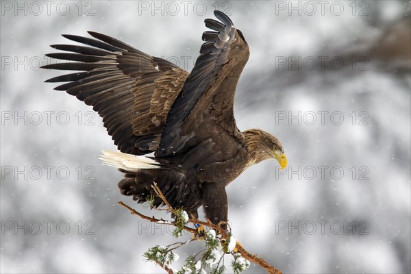 White-tailed Eagle