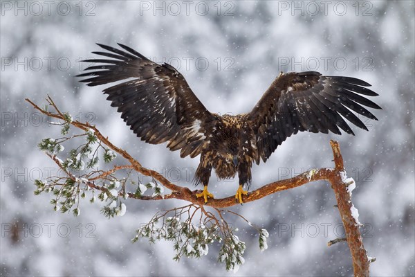 White-tailed Eagle