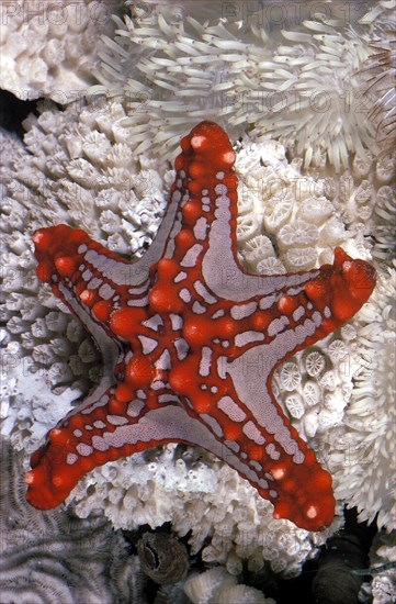 African Seastar