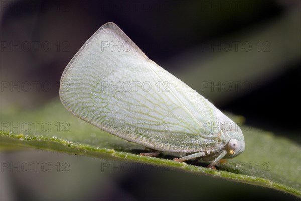 Flatid Planthopper