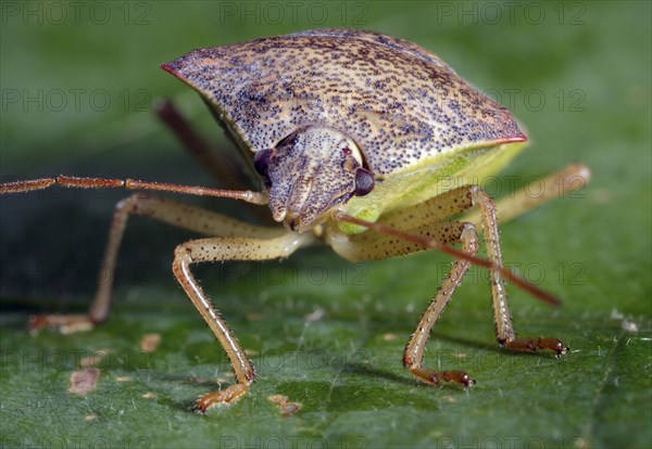 Spined Soldier Bug