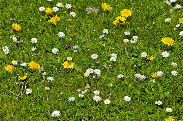 Spring meadow in the Botanical Garden of Bremen