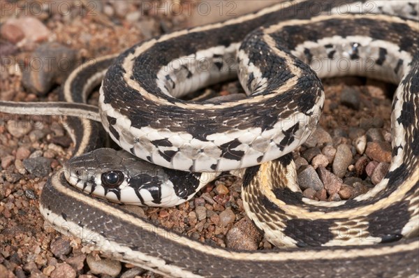 Black-necked garter snake