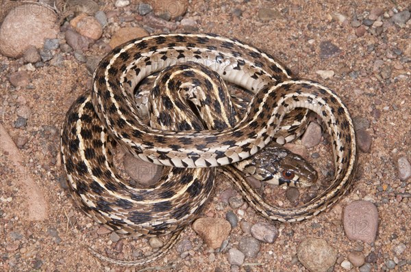 Checkered garter snake