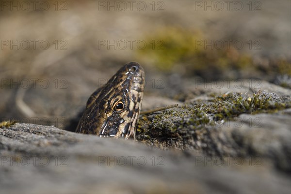 Common wall lizard